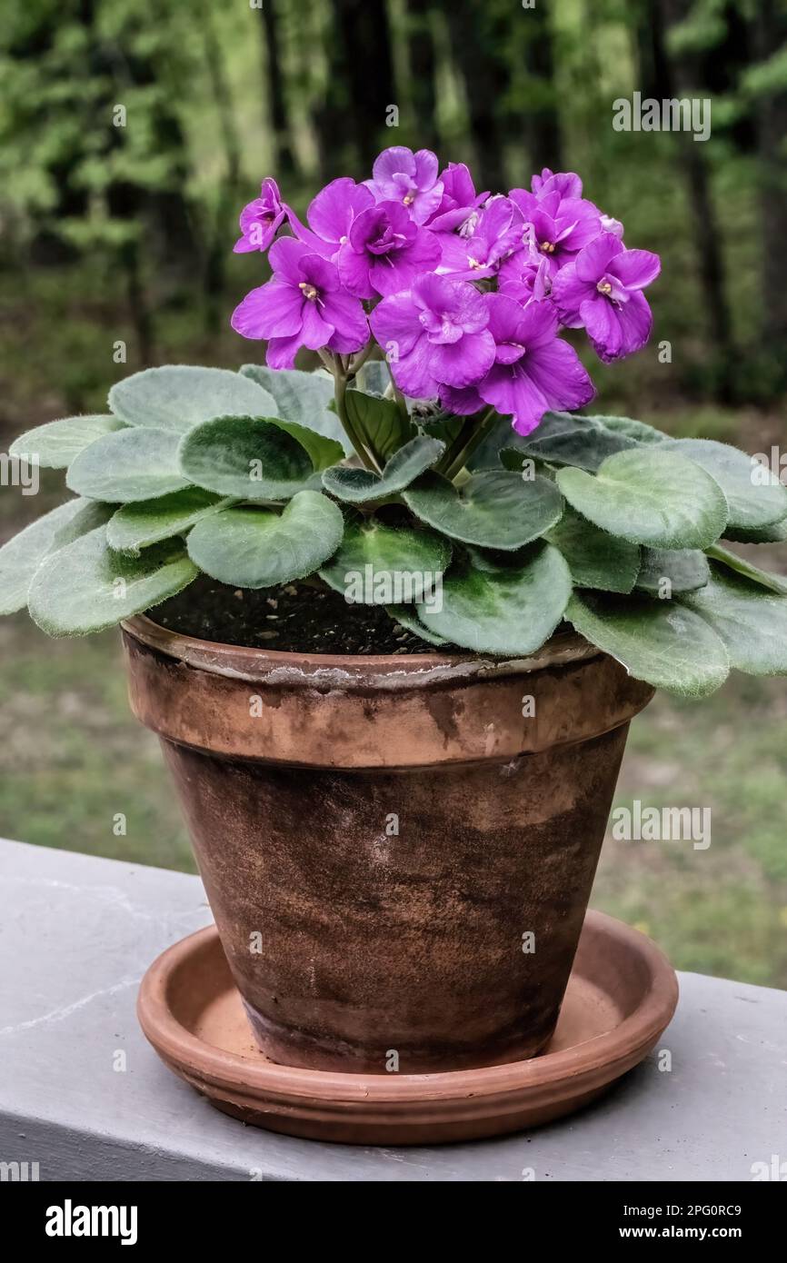 African violet with beautiful purple blooms in a clay pot sitting on the railing of an outdoor deck with woods behind on a spring afternoon. Stock Photo
