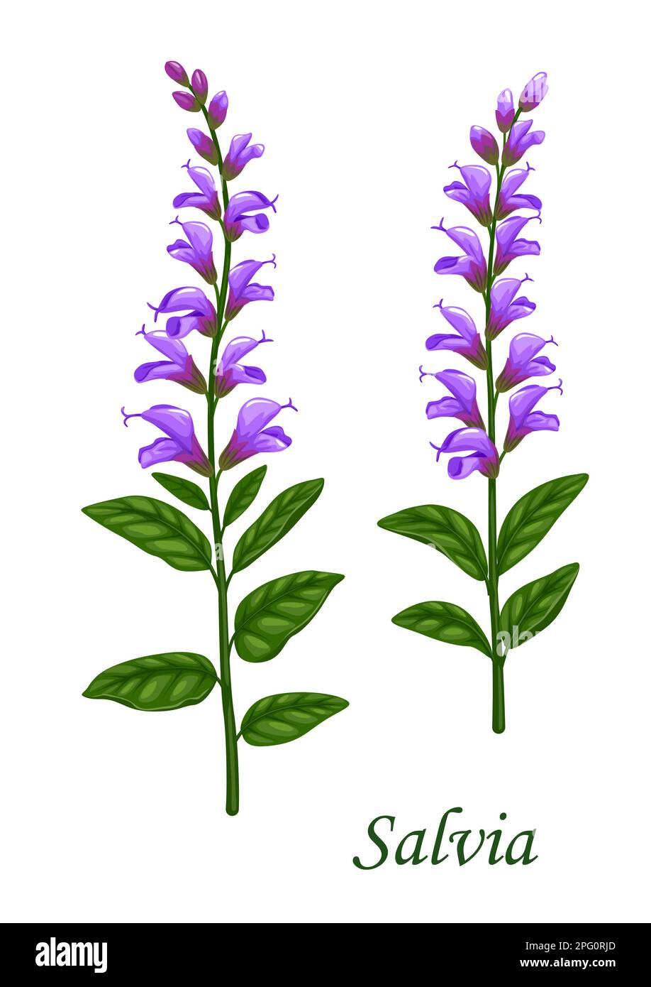 Salvia or sage herb with green leaves and flowers, food ingredient of