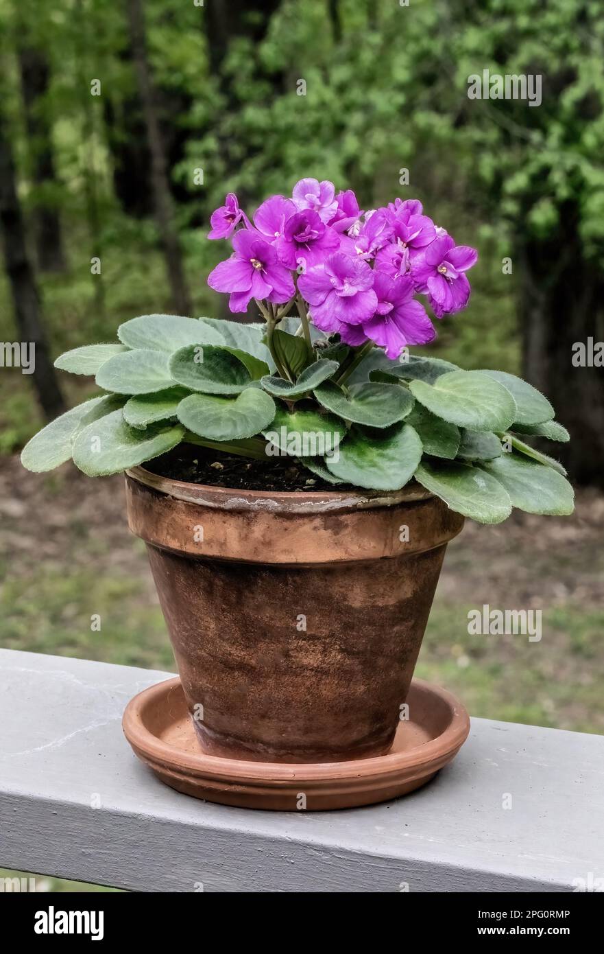 African violet with beautiful purple blooms in a clay pot sitting on the railing of an outdoor deck with woods behind on a spring afternoon. Stock Photo