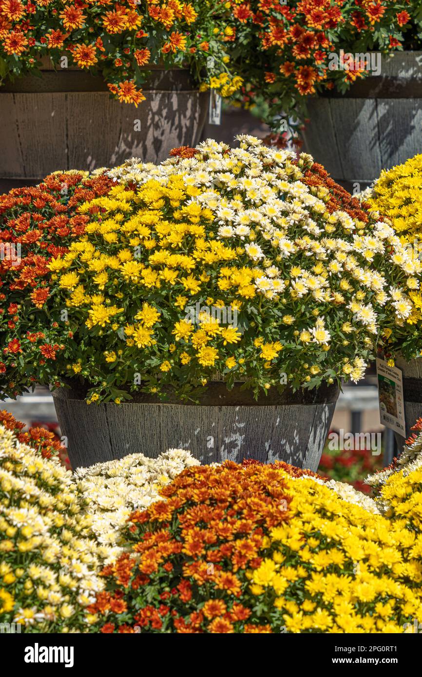 Flowers on display at a homeware store Stock Photo