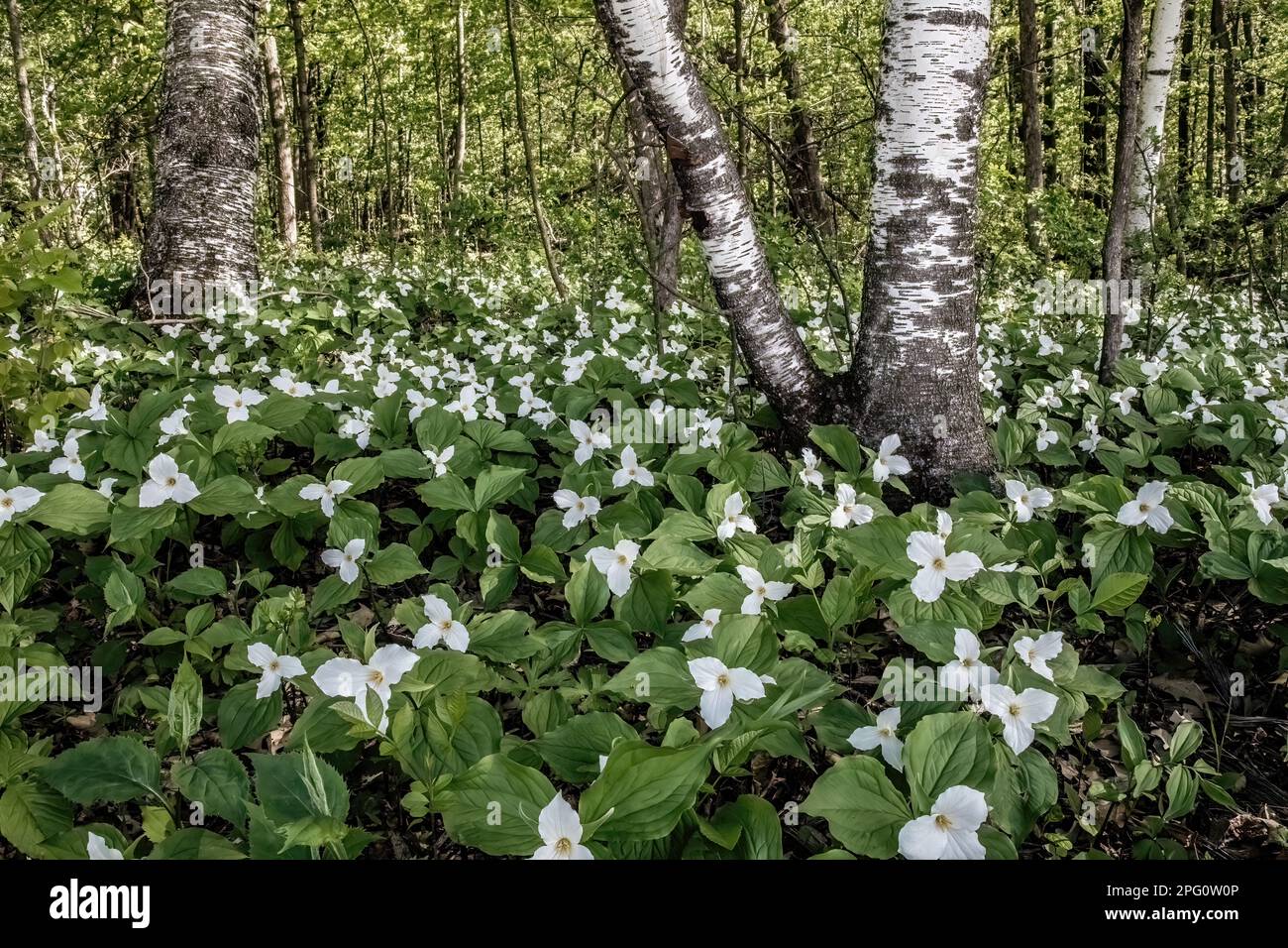 Beautiful white trillium wildflowers blooming on a spring afternoon in the woods near Taylors Falls, Minnesota USA. Stock Photo