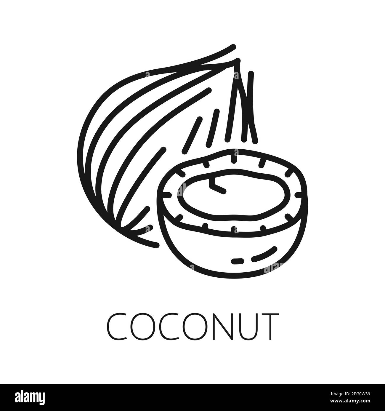 Coconut fruit in hard shell isolated coco nut outline icon. Vector
