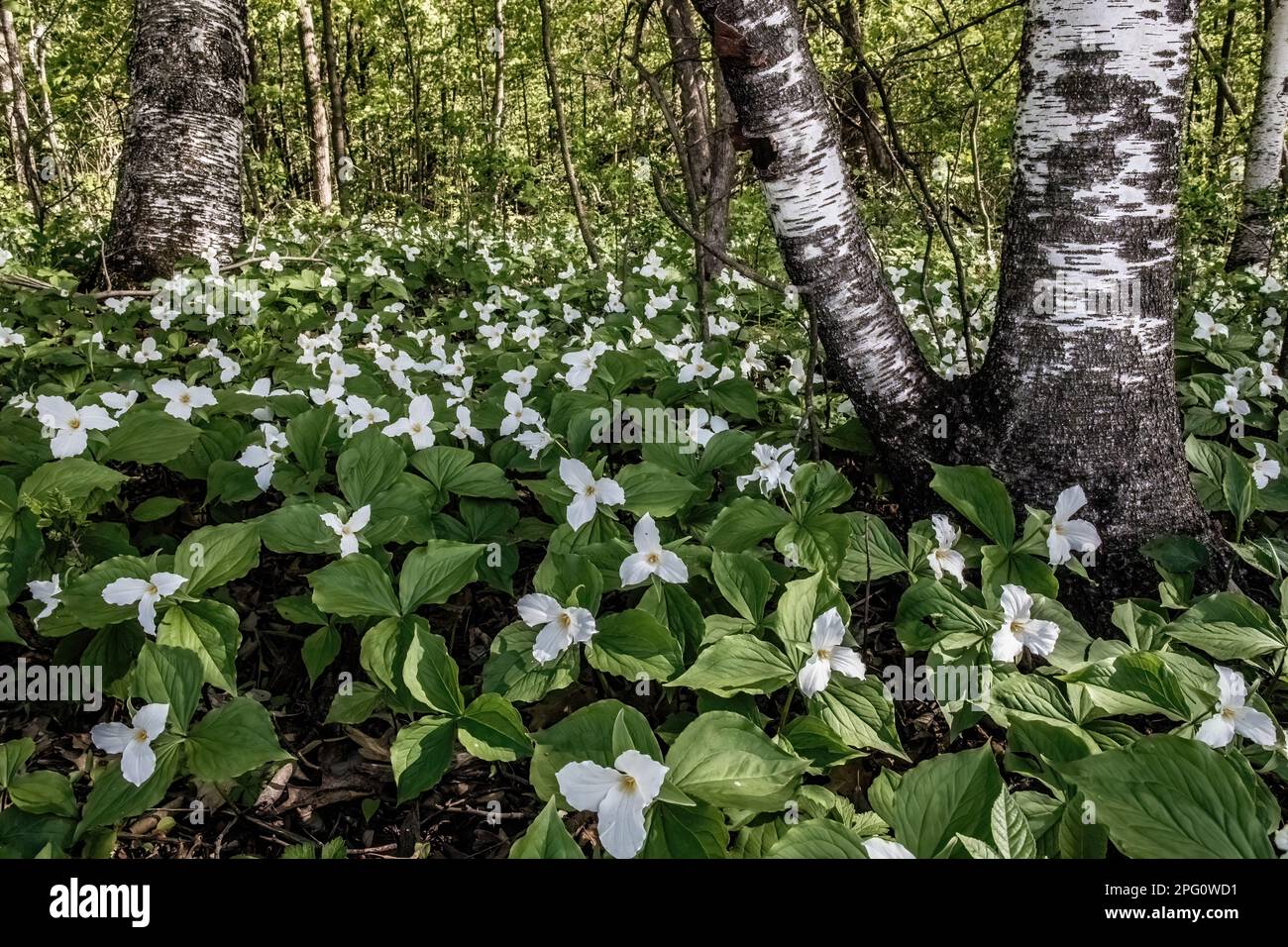 Beautiful white trillium wildflowers blooming on a spring afternoon in the woods near Taylors Falls, Minnesota USA. Stock Photo