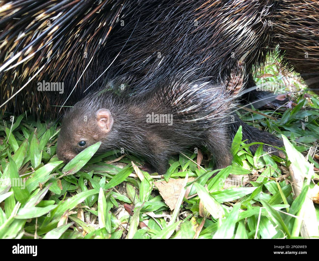 Reptiles in Sri Lanka. Visit Sri Lanka Stock Photo Alamy