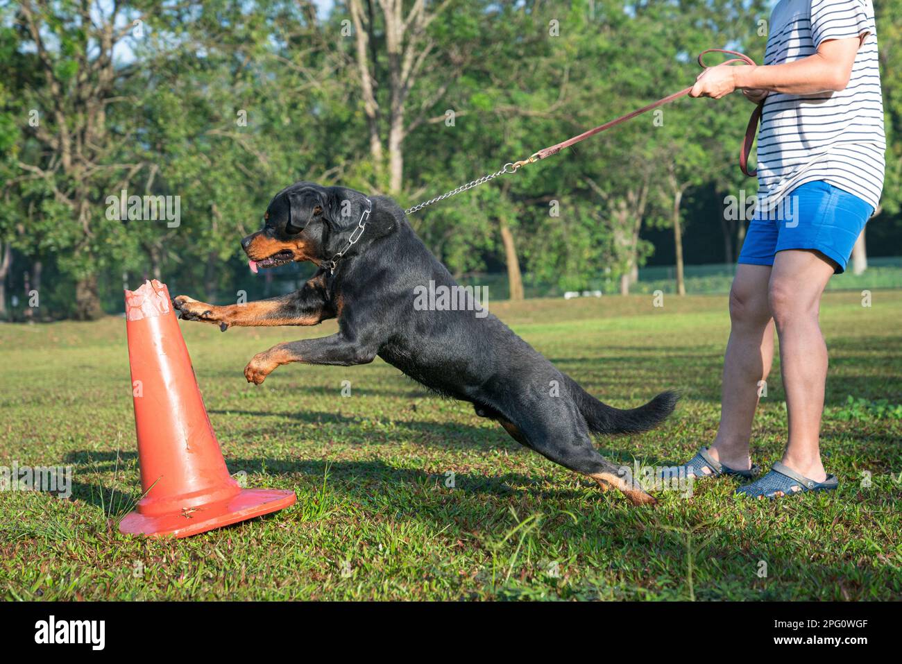 Dog Rottweiler showing excitement and aggressive behaviour when it