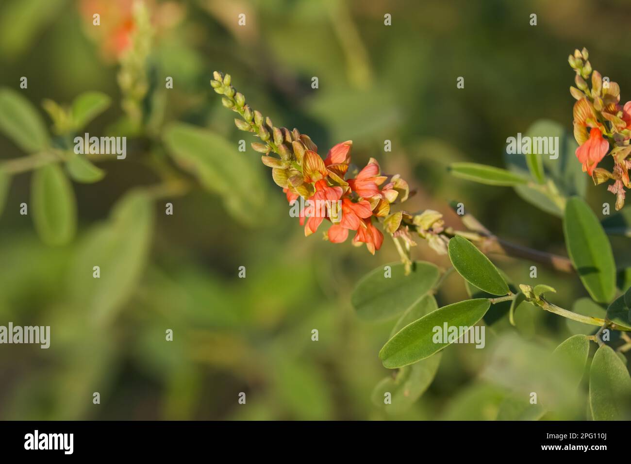Flower inflorescence closeup. Indigofera oblongifolia. Stock Photo
