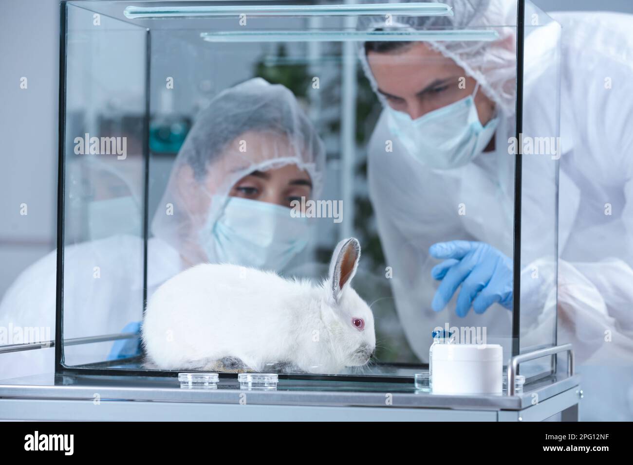 Scientists observing white rabbit in chemical laboratory. Animal