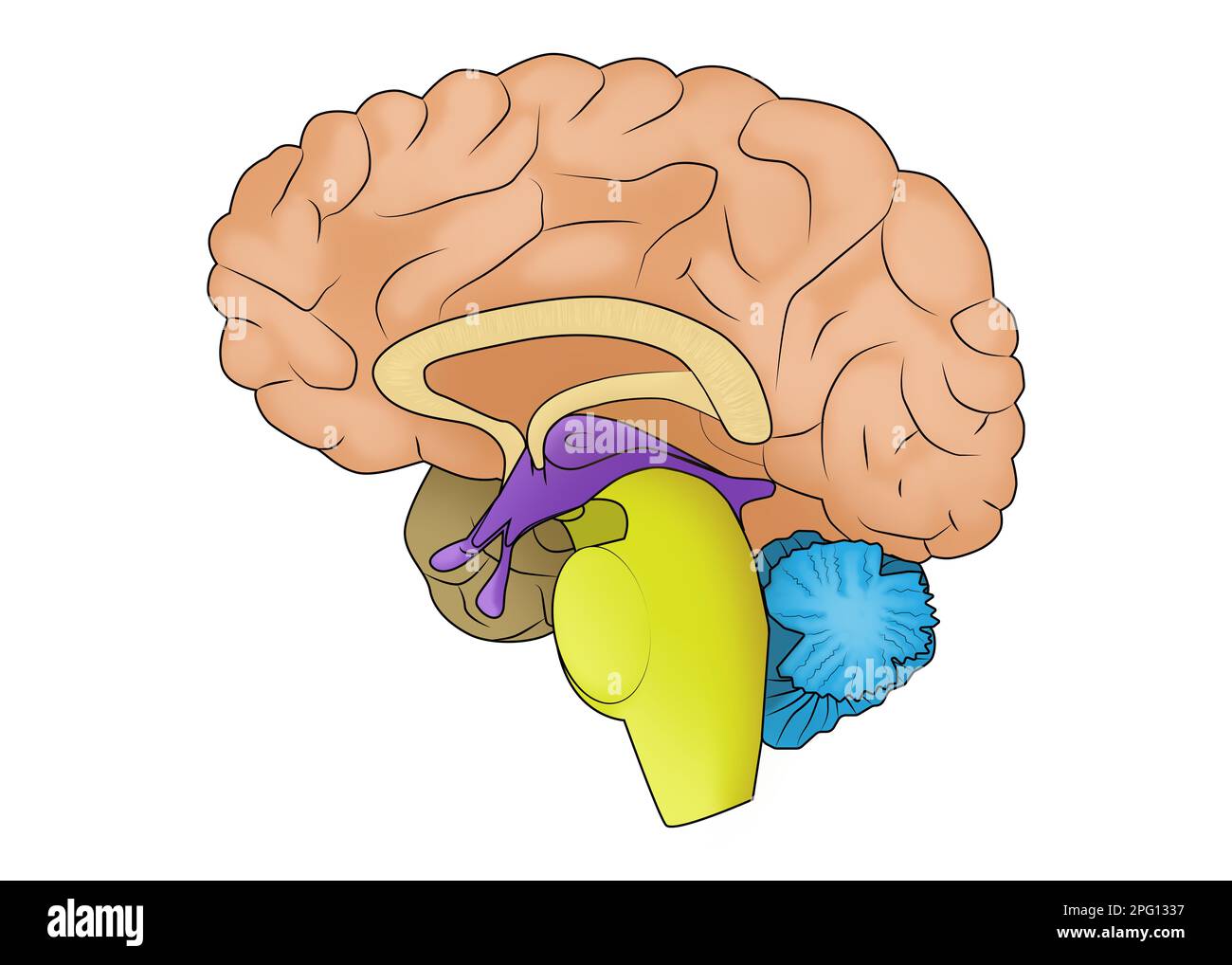 Illustration of human brain on white background Stock Photo