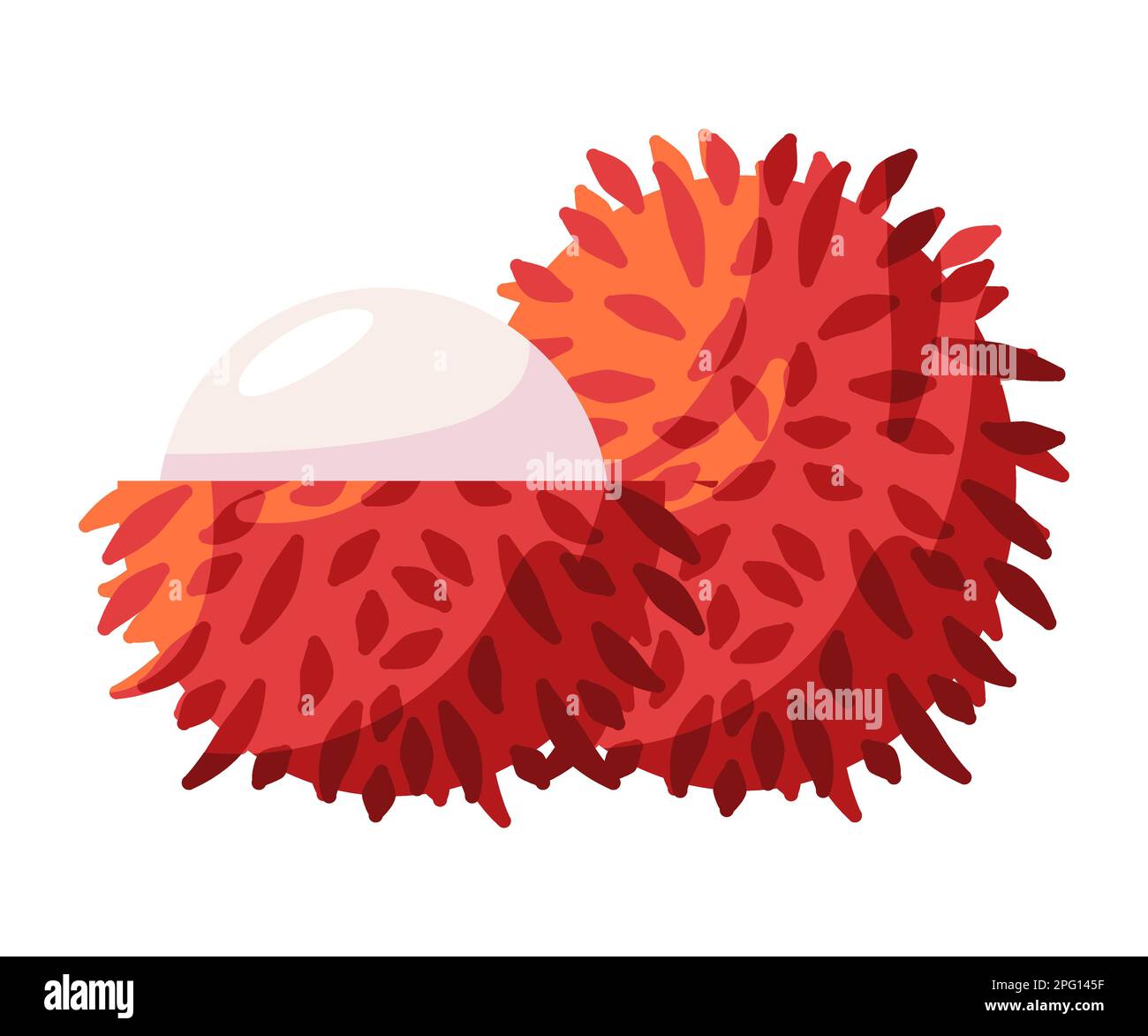 Rambutan hairy exotic asia fruit drawing illustration Stock Vector