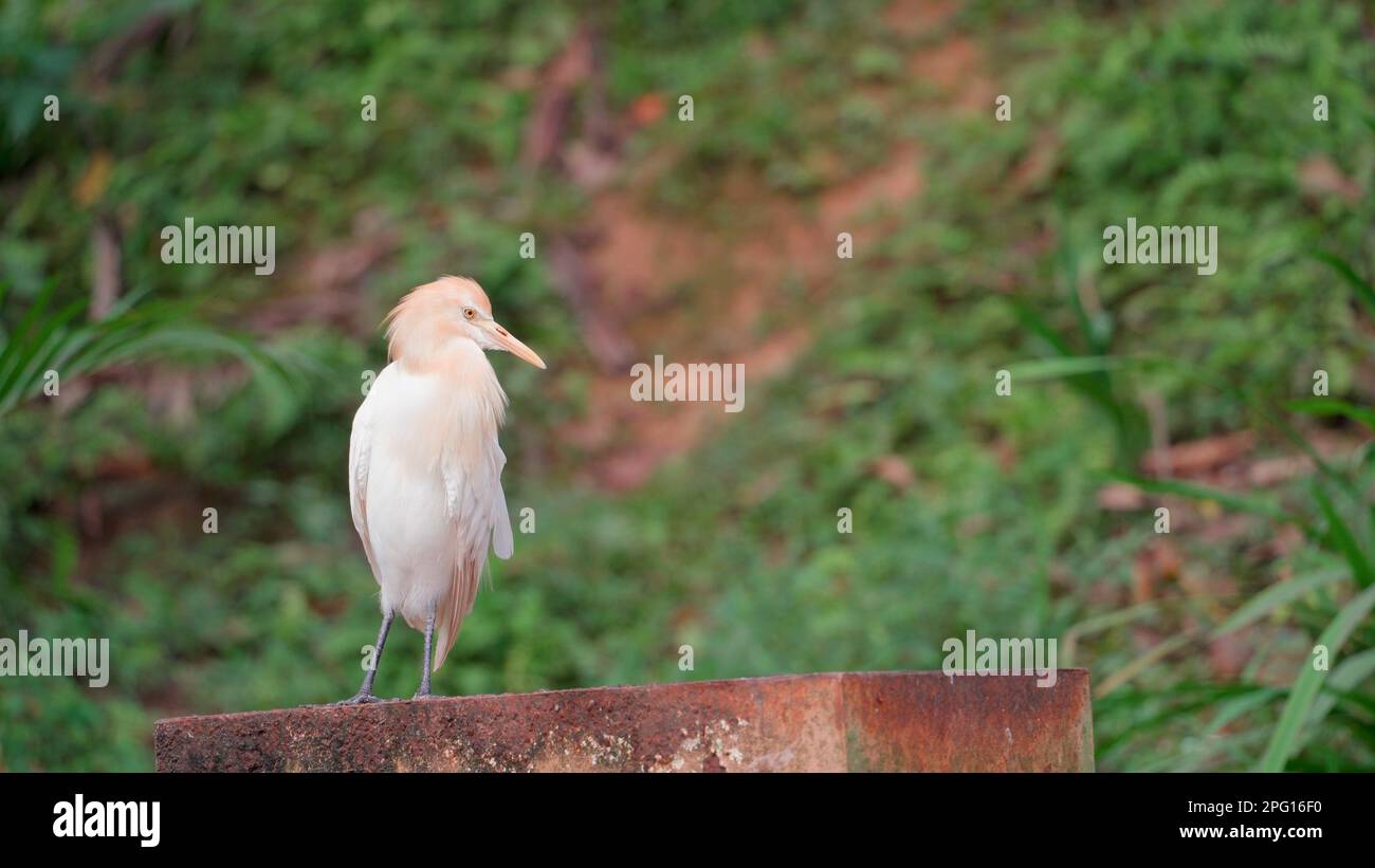 A small white bird carefully and scrupulously conducts the morning daily ritual. The bird cleans every feather on its body with its long orange beak. Stock Photo