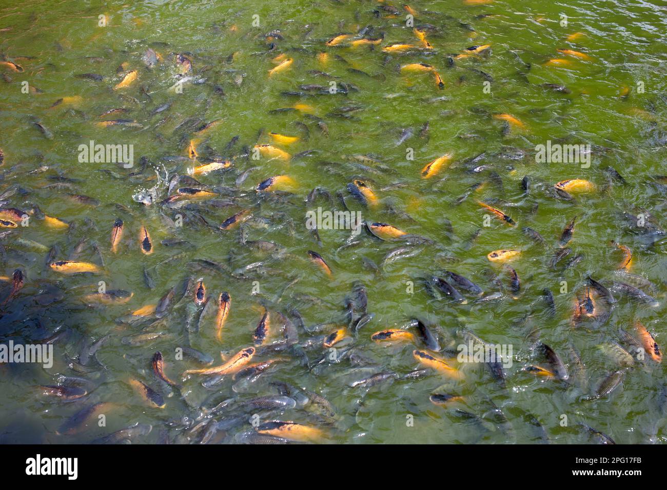 A group of tilapia fish and yellow koi fish in farm and feeding nile tilapia Stock Photo
