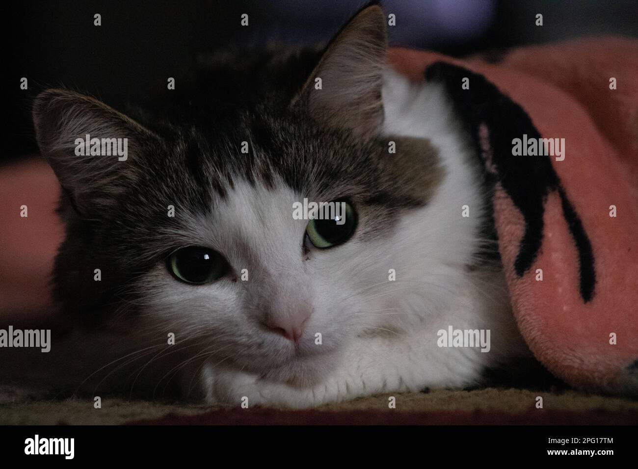 Cat laying down under a blanket Stock Photo Alamy
