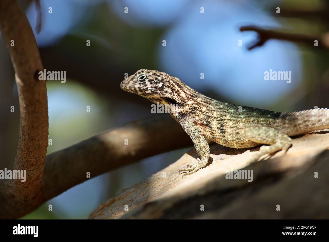 Portrait of Northern curly tail Lizard sitting on a tree. Iguana Leiocephalus carinatus on Cuba island Stock Photo
