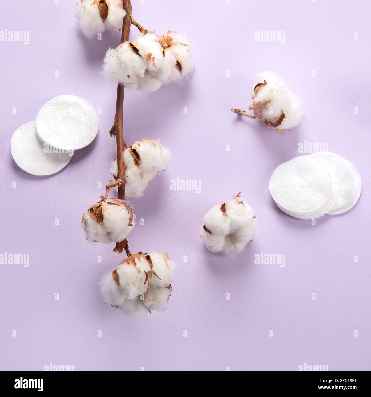 Flat lay beautiful cotton branch on violet background, top view, copy space. Delicate white cotton flowers. Light color cotton background. Cotton prod Stock Photo