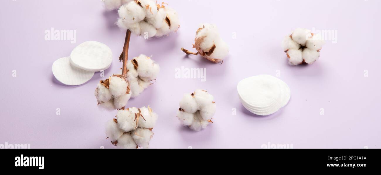 Flat lay beautiful cotton branch on violet background, top view, copy space. Delicate white cotton flowers. Light color cotton background. Cotton prod Stock Photo
