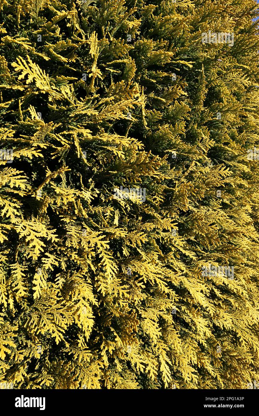 bush,hedge,leaves,leaf,plant,plants,bushes,hedges,green,yellow, rmu