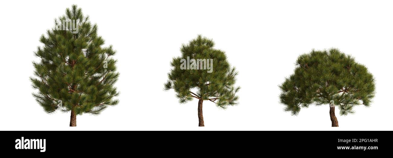 3d illustration of set pinus mugo tree isolated on white background Stock Photo