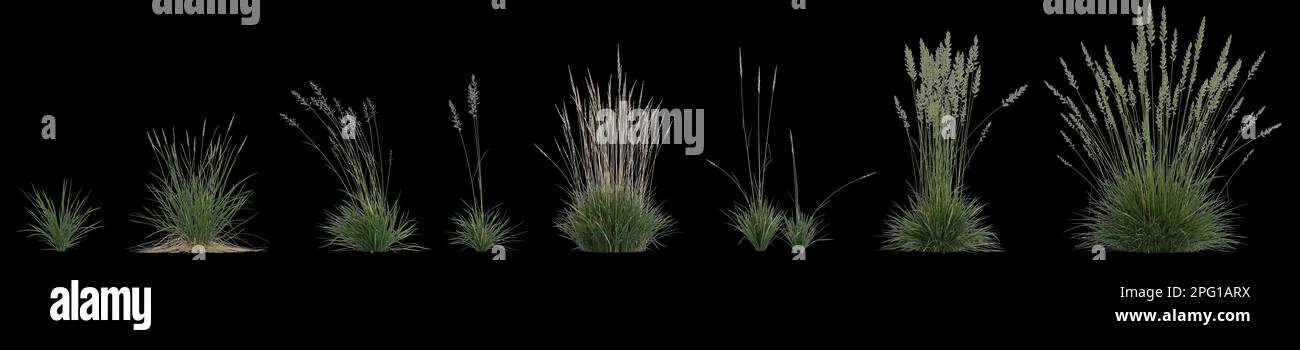 3d illustration of set koeleria macrantha grass isolated on black background Stock Photo
