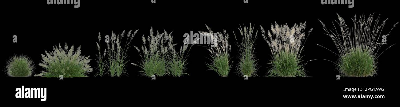 3d illustration of set calamagrostis arundinacea grass isolated on black background Stock Photo