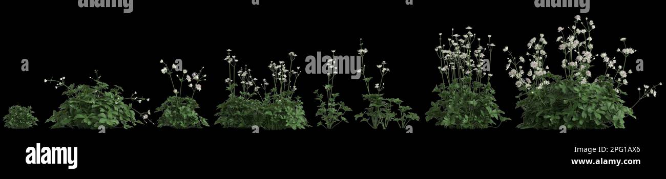 3d illustration of set astrantia major grass isolated on black background Stock Photo