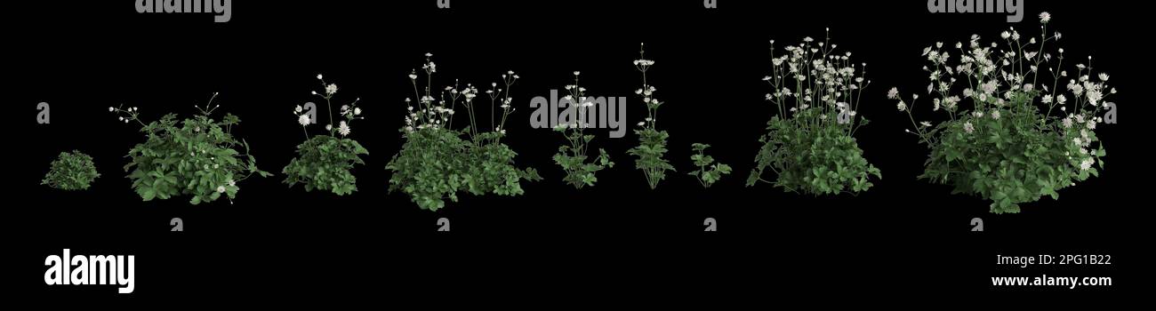 3d illustration of set astrantia major grass isolated on black background, human eye angle Stock Photo