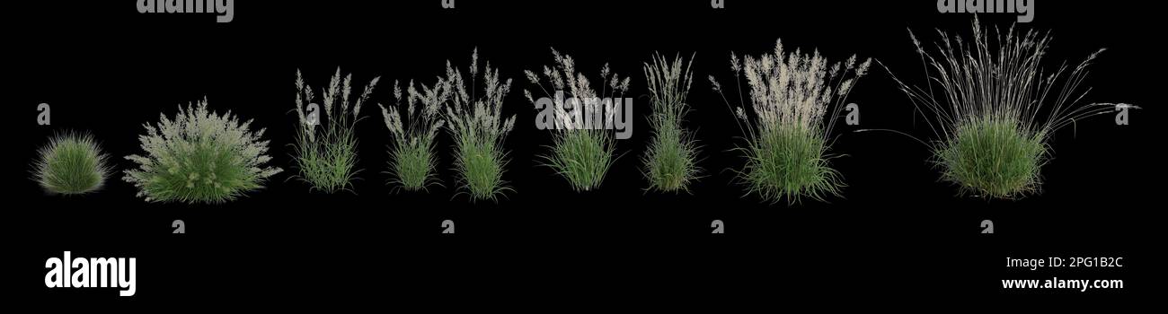3d illustration of set calamagrostis arundinacea grass isolated on black background, human eye angle Stock Photo