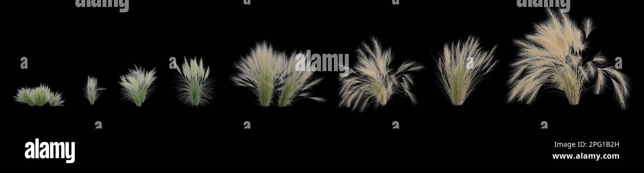 3d illustration of set nassella tenuissima grass isolated on black background, human eye angle Stock Photo