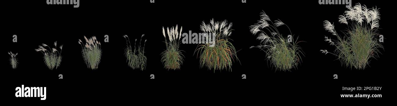 3d illustration of set miscanthus sacchariflorus grass isolated on black background, human eye angle Stock Photo