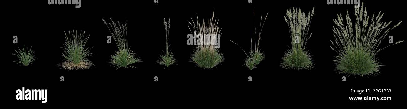 3d illustration of set koeleria macrantha grass isolated on black background, human eye angle Stock Photo