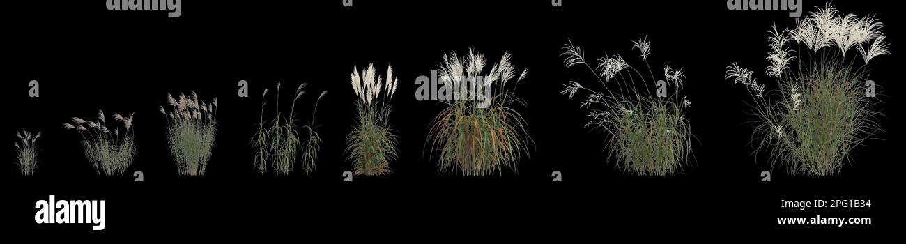3d illustration of set miscanthus sacchariflorus grass isolated on black background Stock Photo