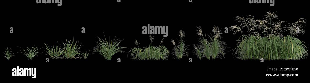 3d illustration of set miscanthus grass isolated on black background Stock Photo