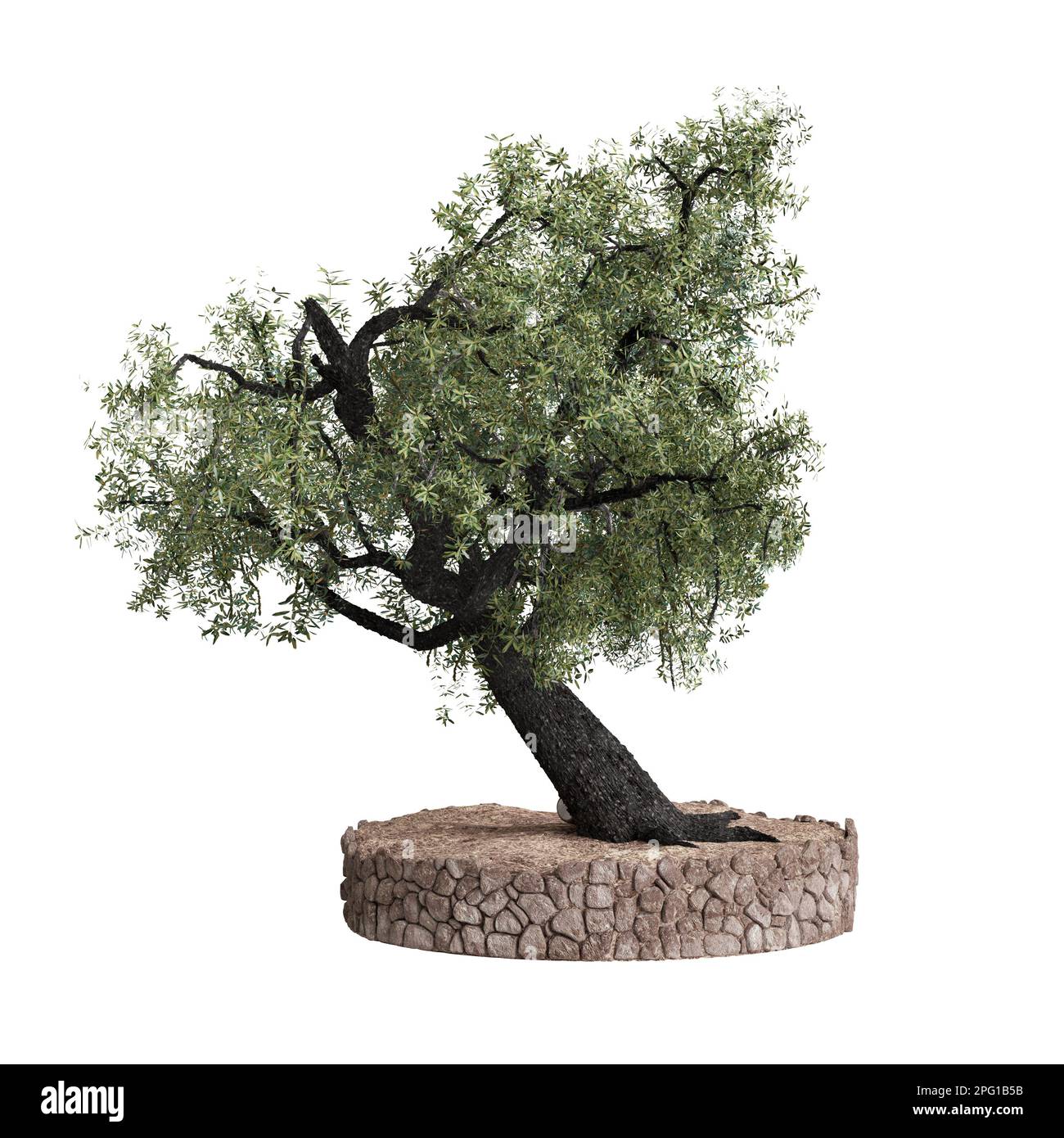 3d illustration of olive tree isolated on white background Stock Photo