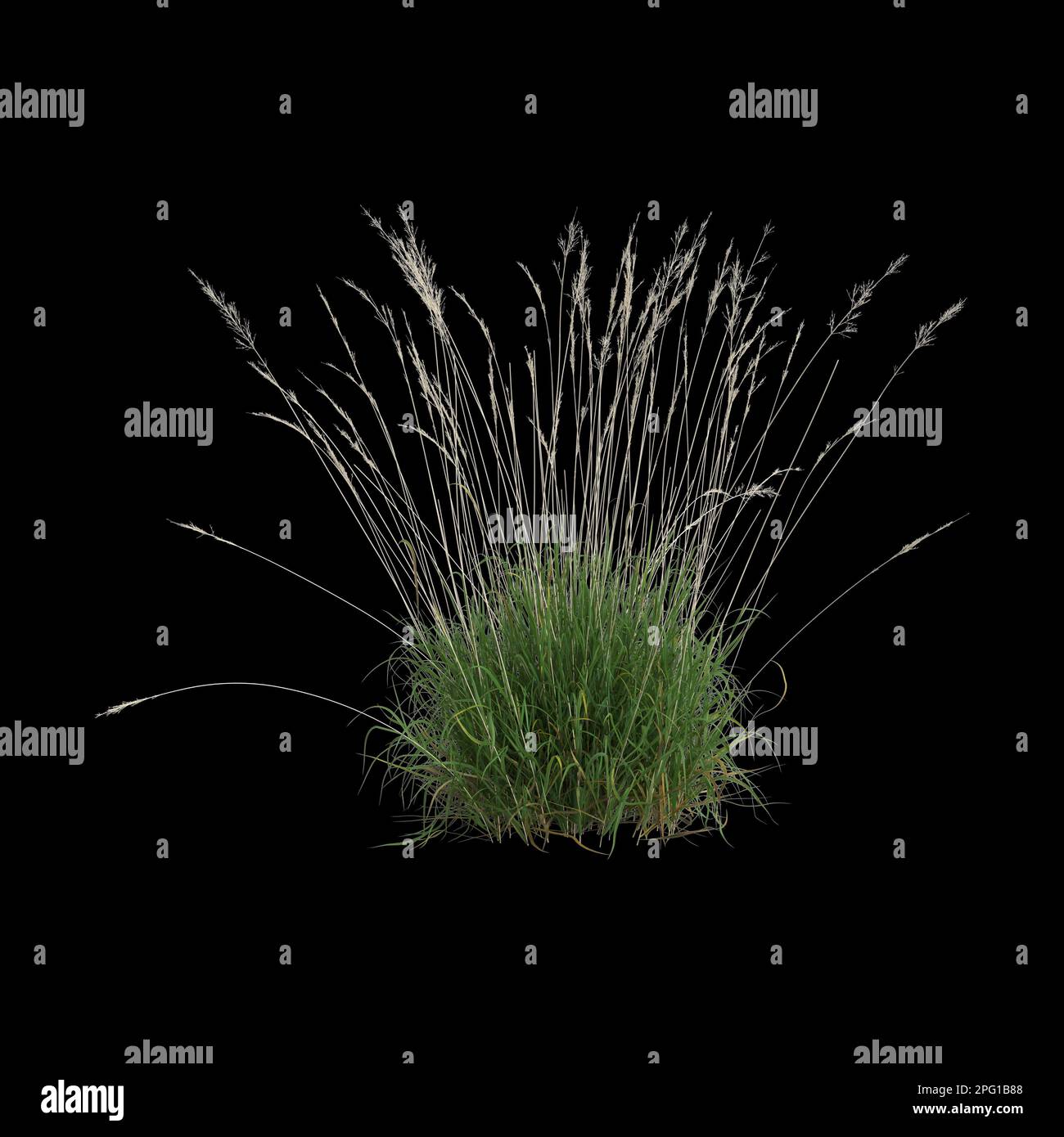 3d illustration of calamagrostis arundinacea bush isolated on black background Stock Photo