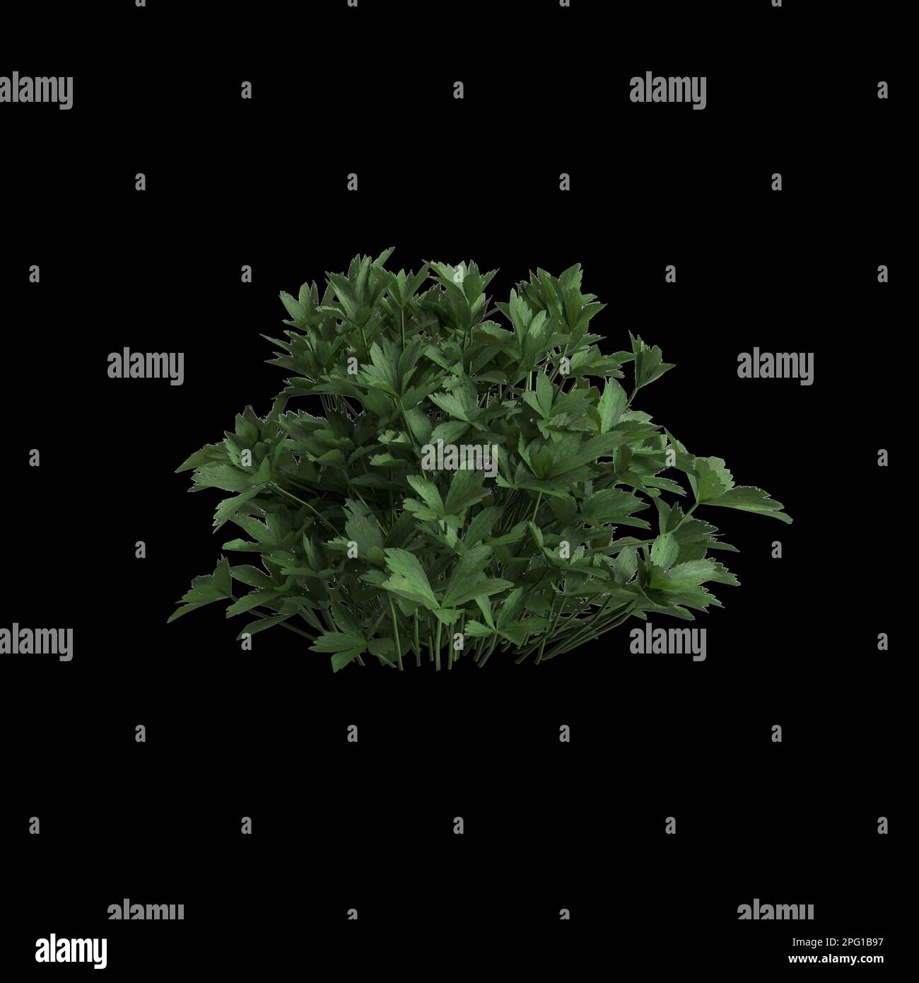 3d illustration of astrantia major bush isolated on black background Stock Photo