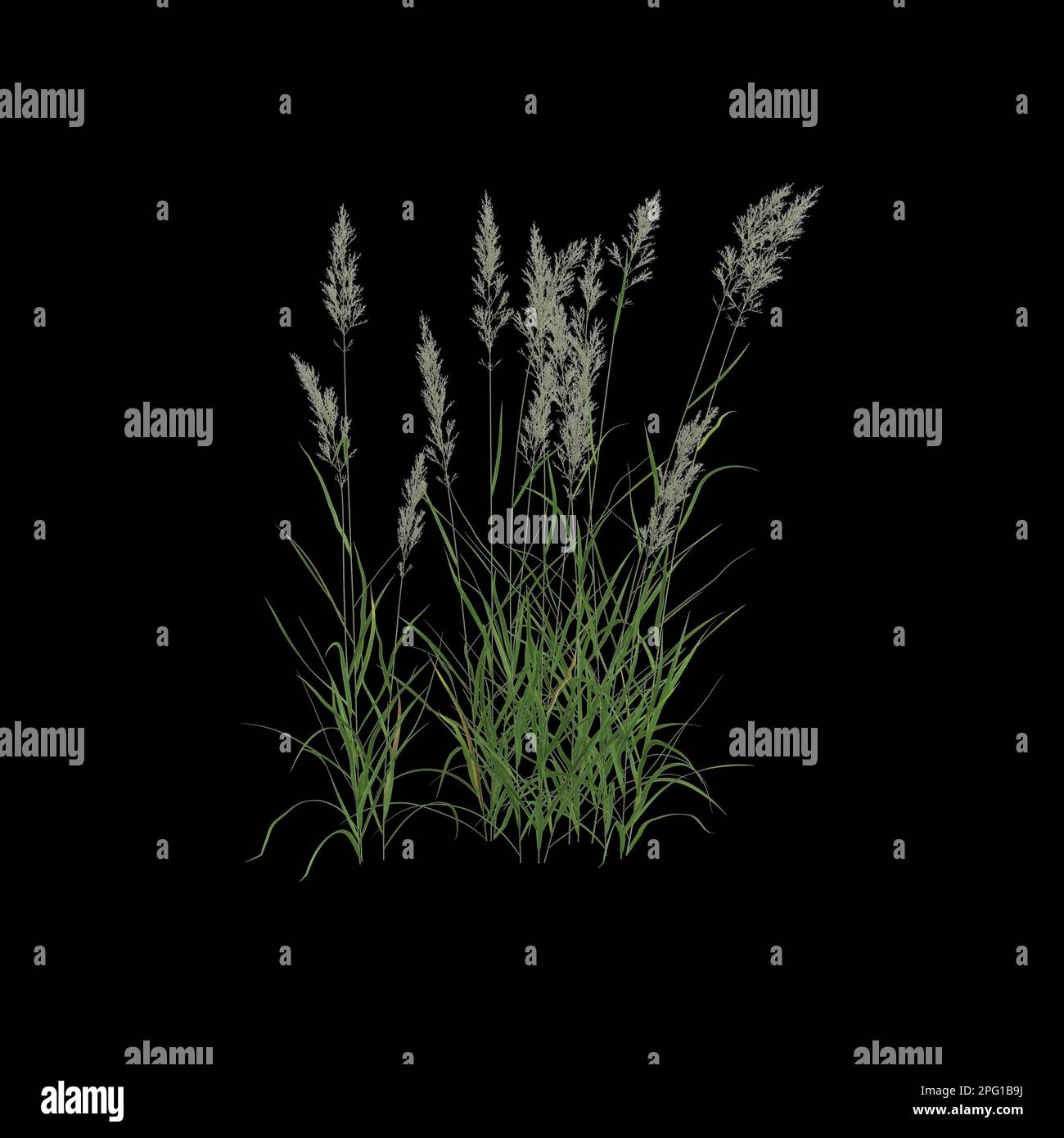 3d illustration of calamagrostis arundinacea bush isolated on black background Stock Photo