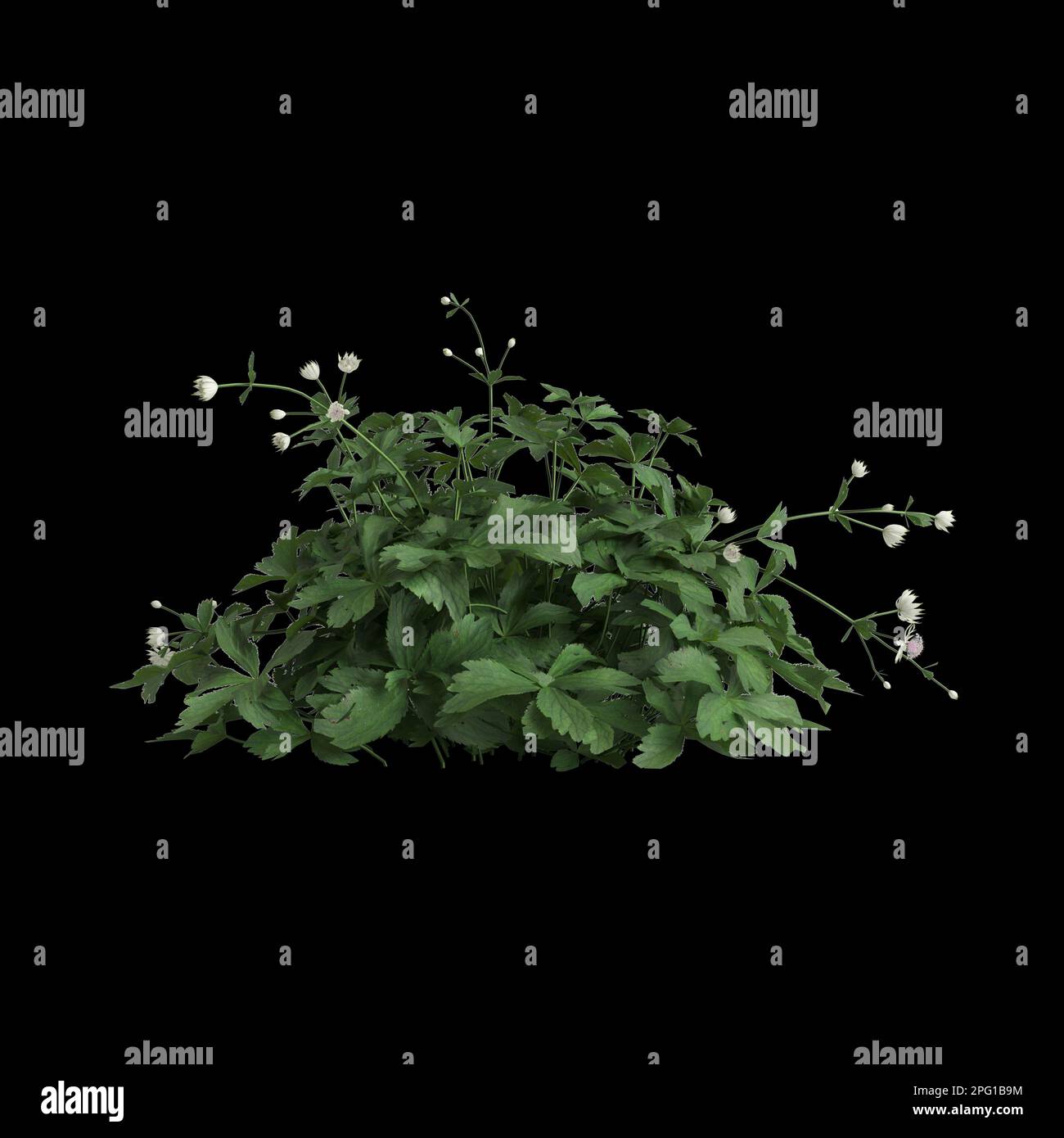 3d illustration of astrantia major bush isolated on black background Stock Photo