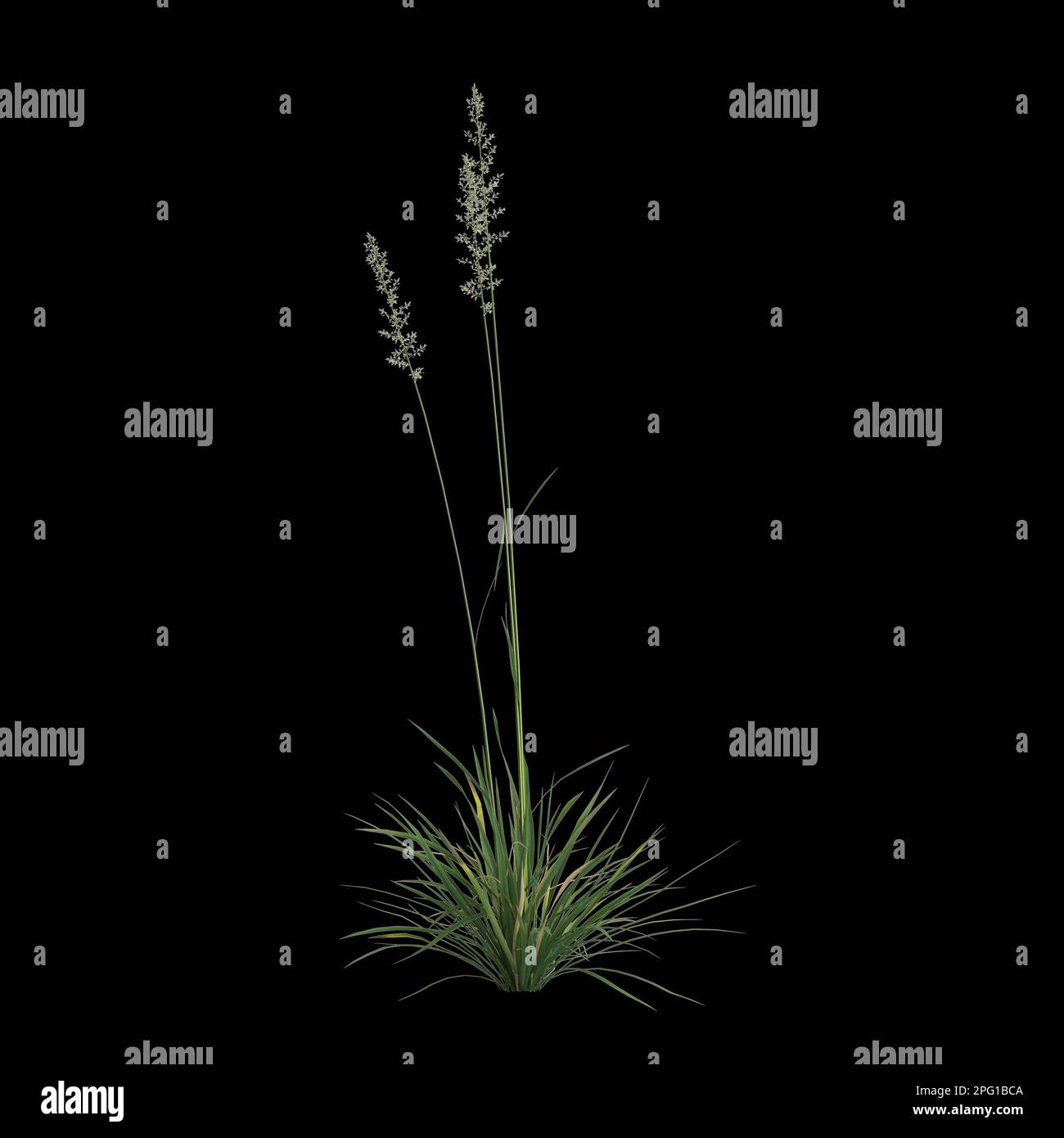3d illustration of koeleria macrantha bush isolated on black background Stock Photo