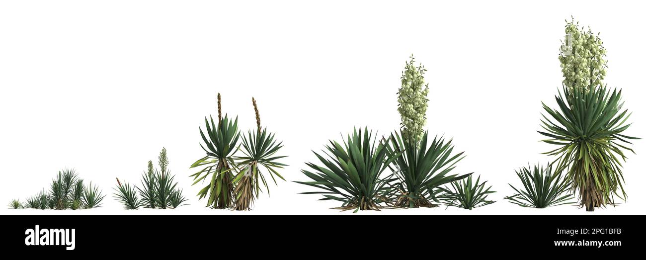 3d illustration of set yucca flaccida bush isolated on white background Stock Photo