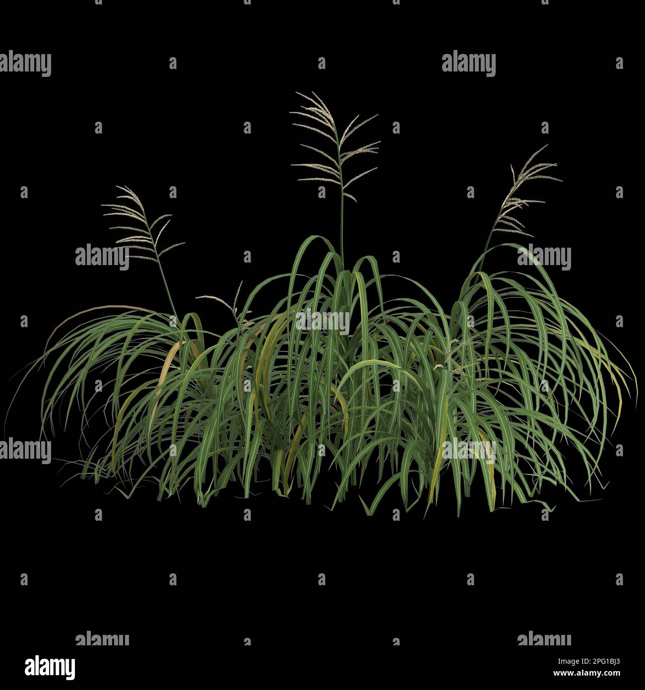 3d illustration of miscanthus bush isolated on black background Stock Photo