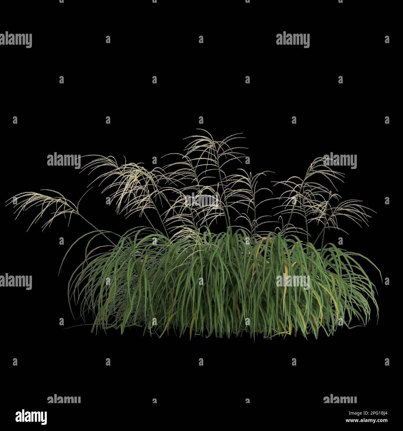 3d illustration of miscanthus bush isolated on black background Stock Photo