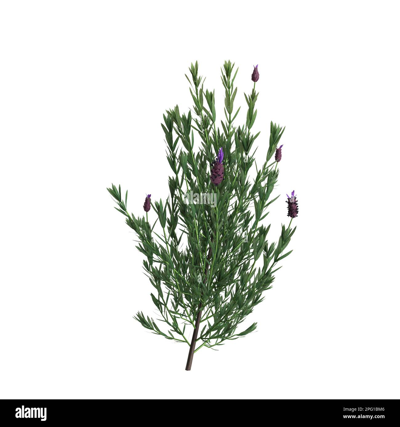 3d illustration of miscanthus floridulus bush isolated on black background Stock Photo