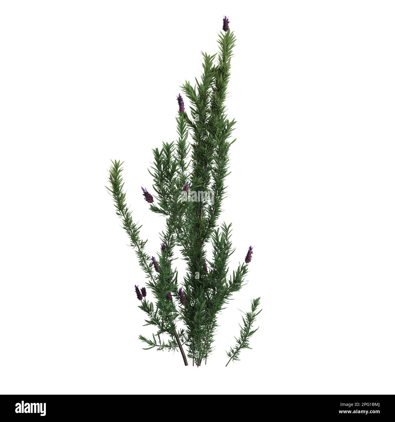 3d illustration of miscanthus floridulus bush isolated on black background Stock Photo