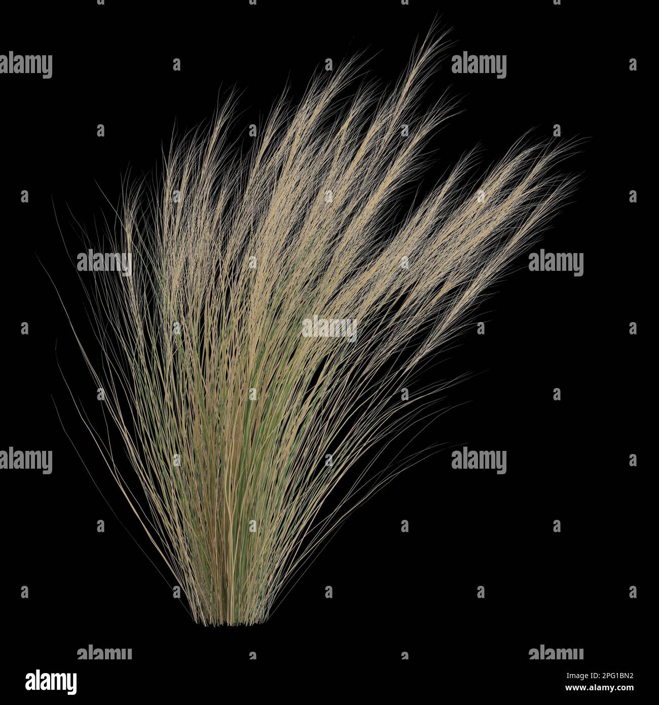 3d illustration of nassella tenuissima bush isolated on black background Stock Photo