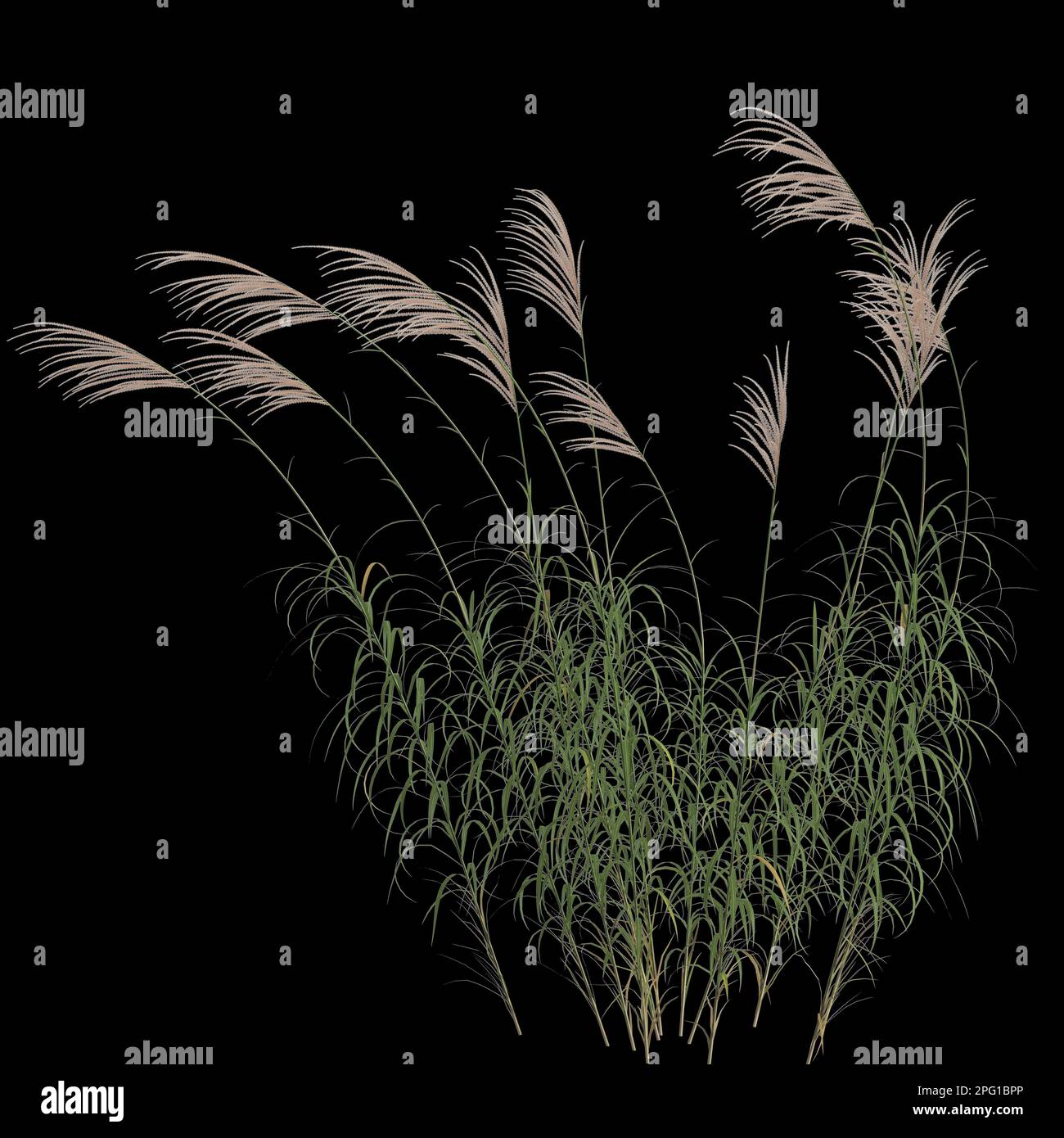 3d illustration of miscanthus sacchariflorus bush isolated on black background Stock Photo