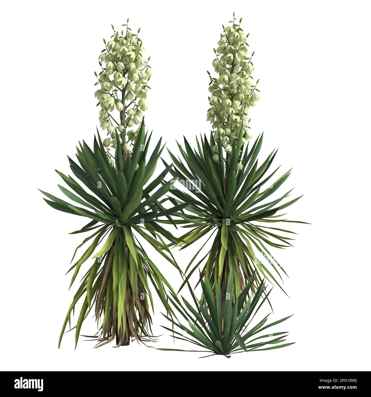 3d illustration of yucca flaccida isolated on black background Stock Photo