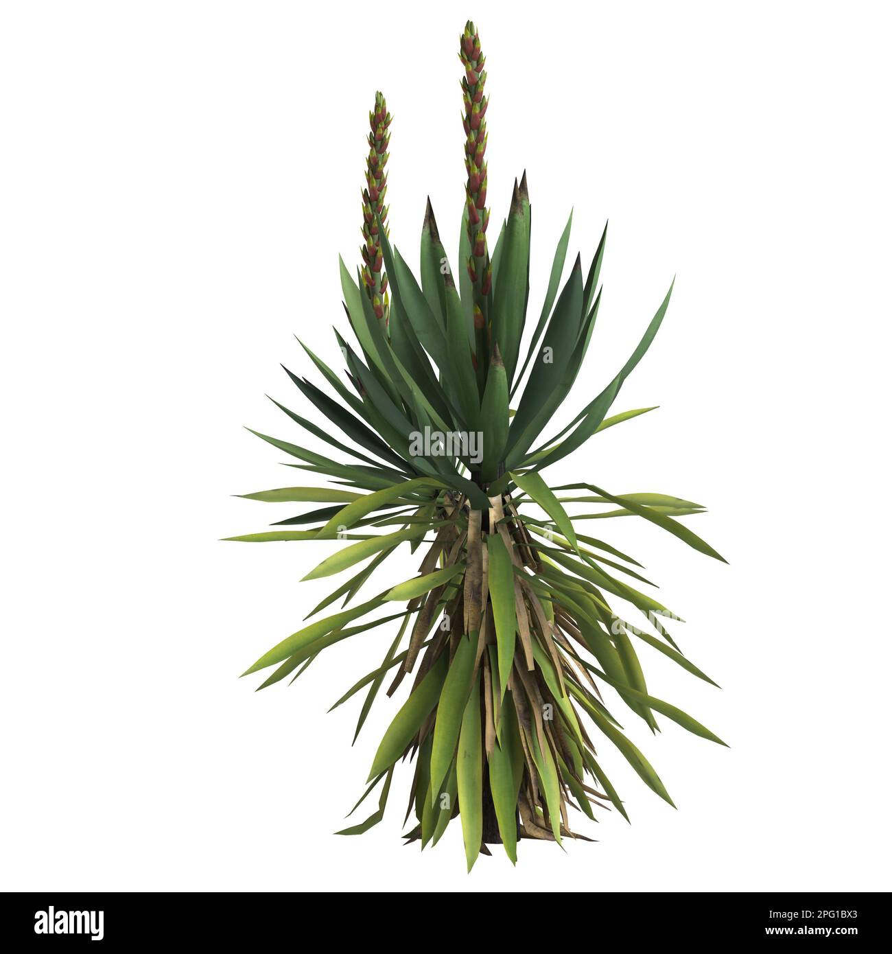 3d illustration of yucca flaccida isolated on black background Stock Photo
