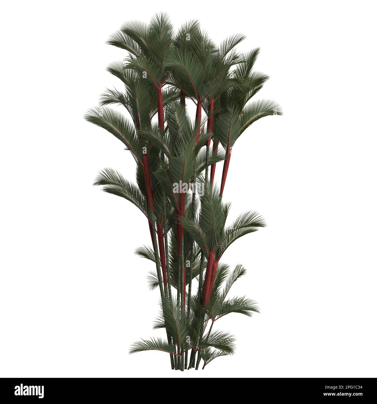 3d illustration of cyrtostachys renda palm isolated on white background Stock Photo