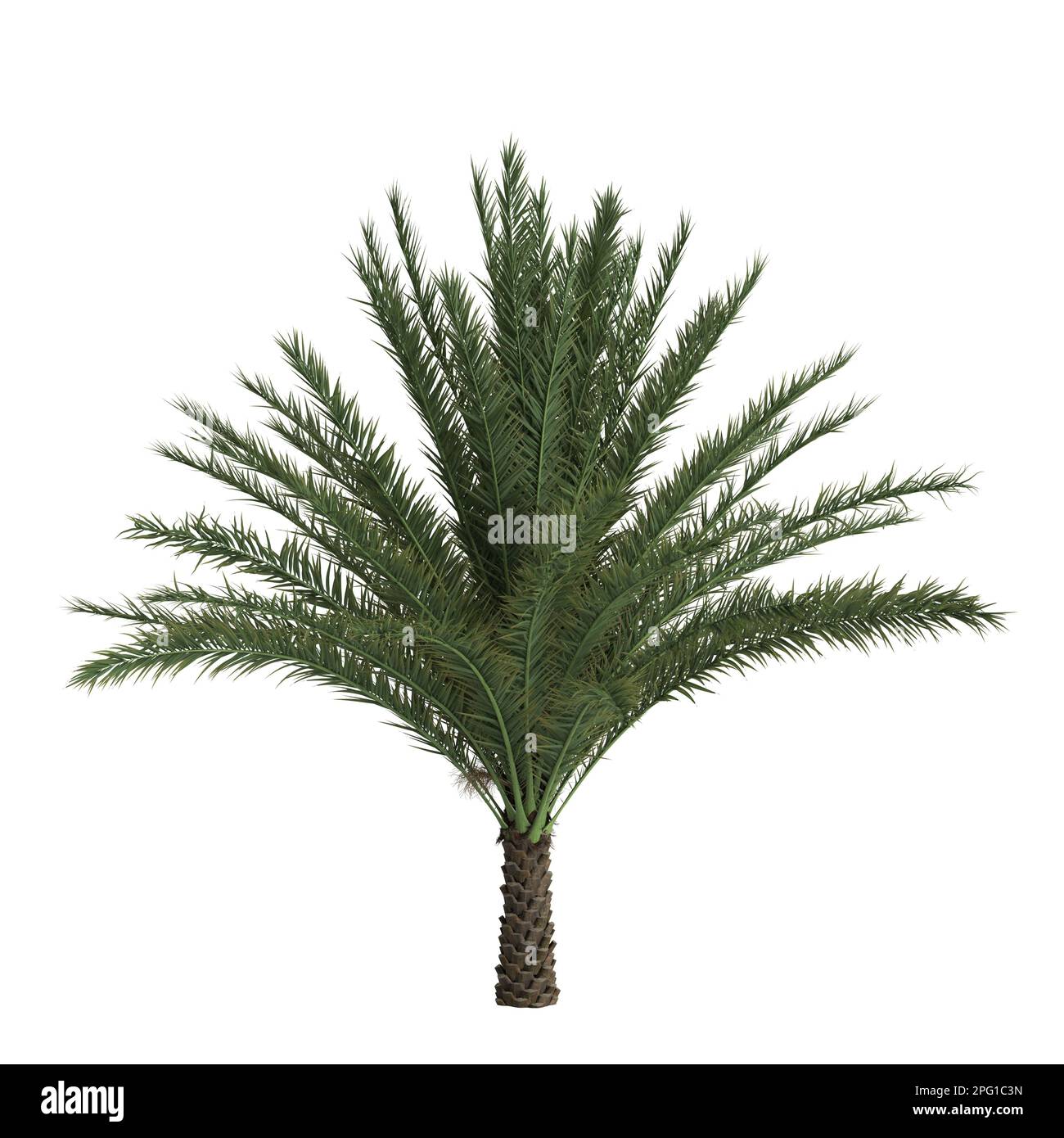 3d illustration of phoenix sylvestris palm isolated on white background Stock Photo