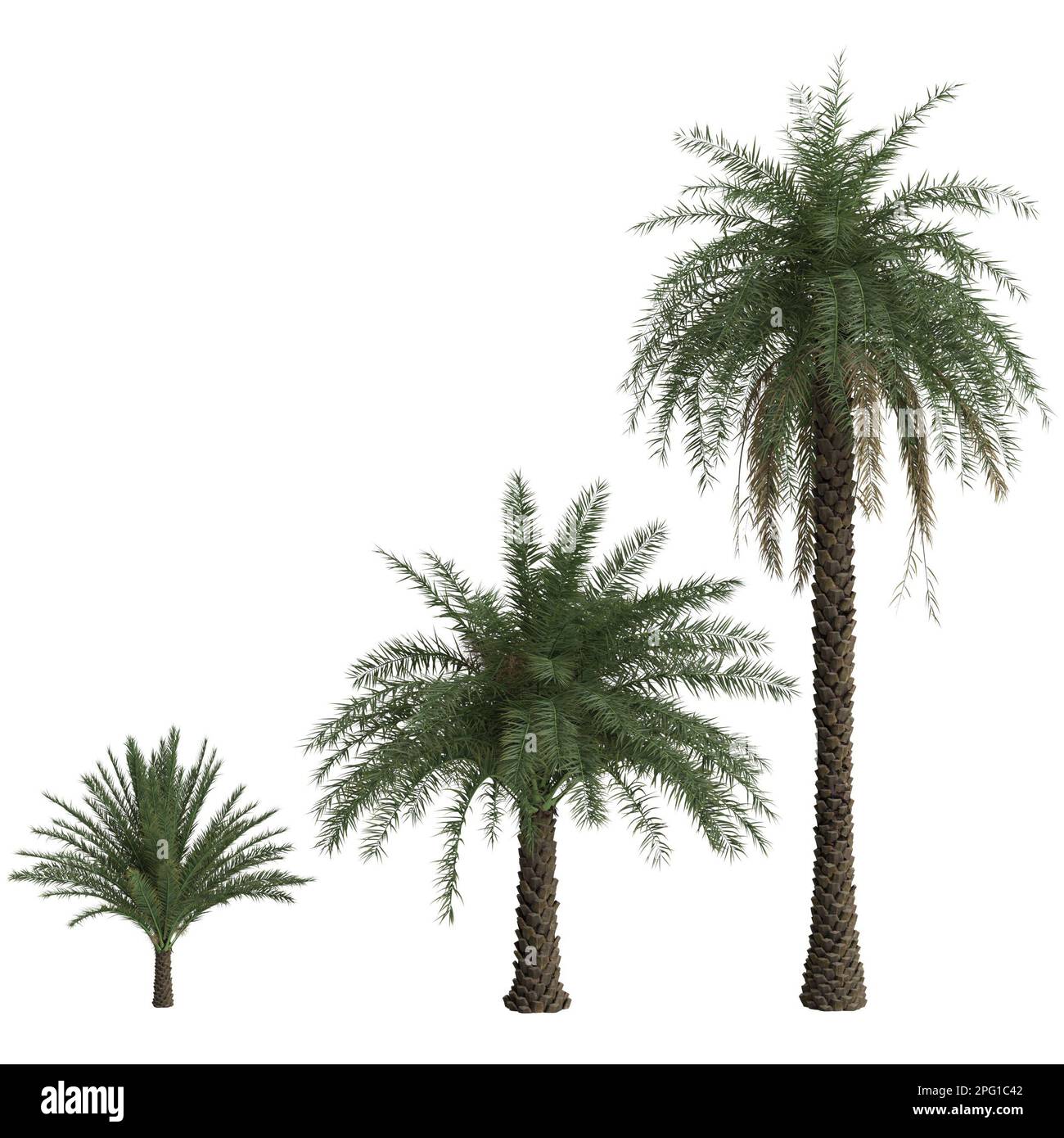 3d illustration of set phoenix sylvestris palm isolated on white background Stock Photo
