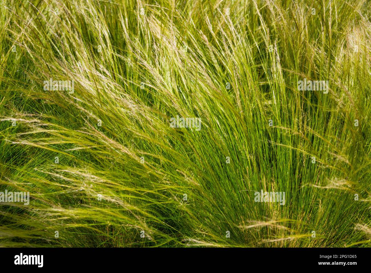 Feather grass steppe closeup. Wind blowing feather grass, green background. Feather grass at park during wind. Feather-grass flutters in the wind and shines in the sun's rays. Natural concept Stock Photo